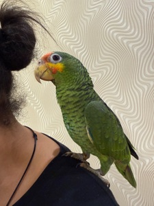 Амазон говорящий молодий, пташенятко