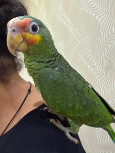 Амазон говорящий молодий, пташенятко