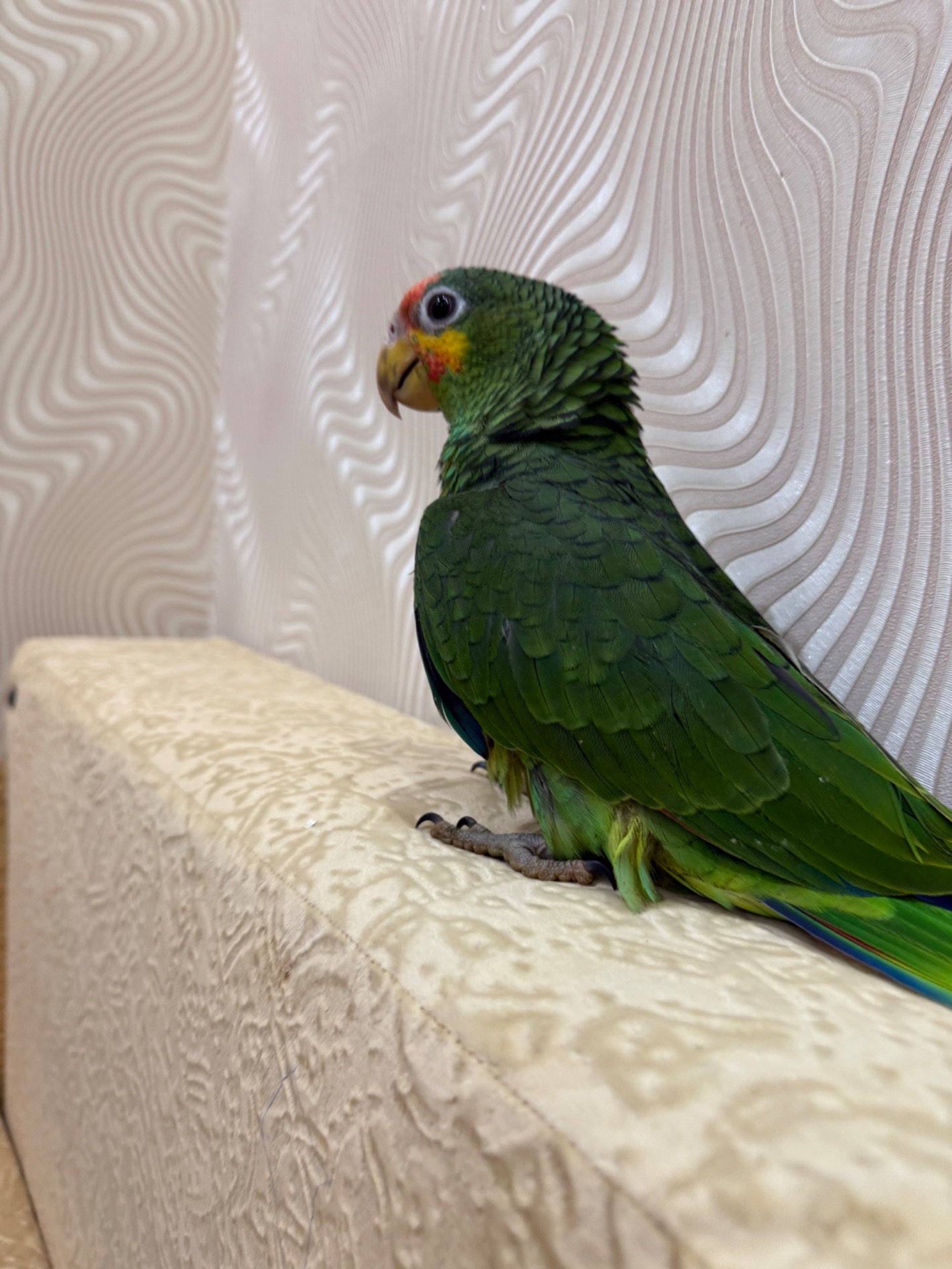 Говорящий папуга Амазон ручний