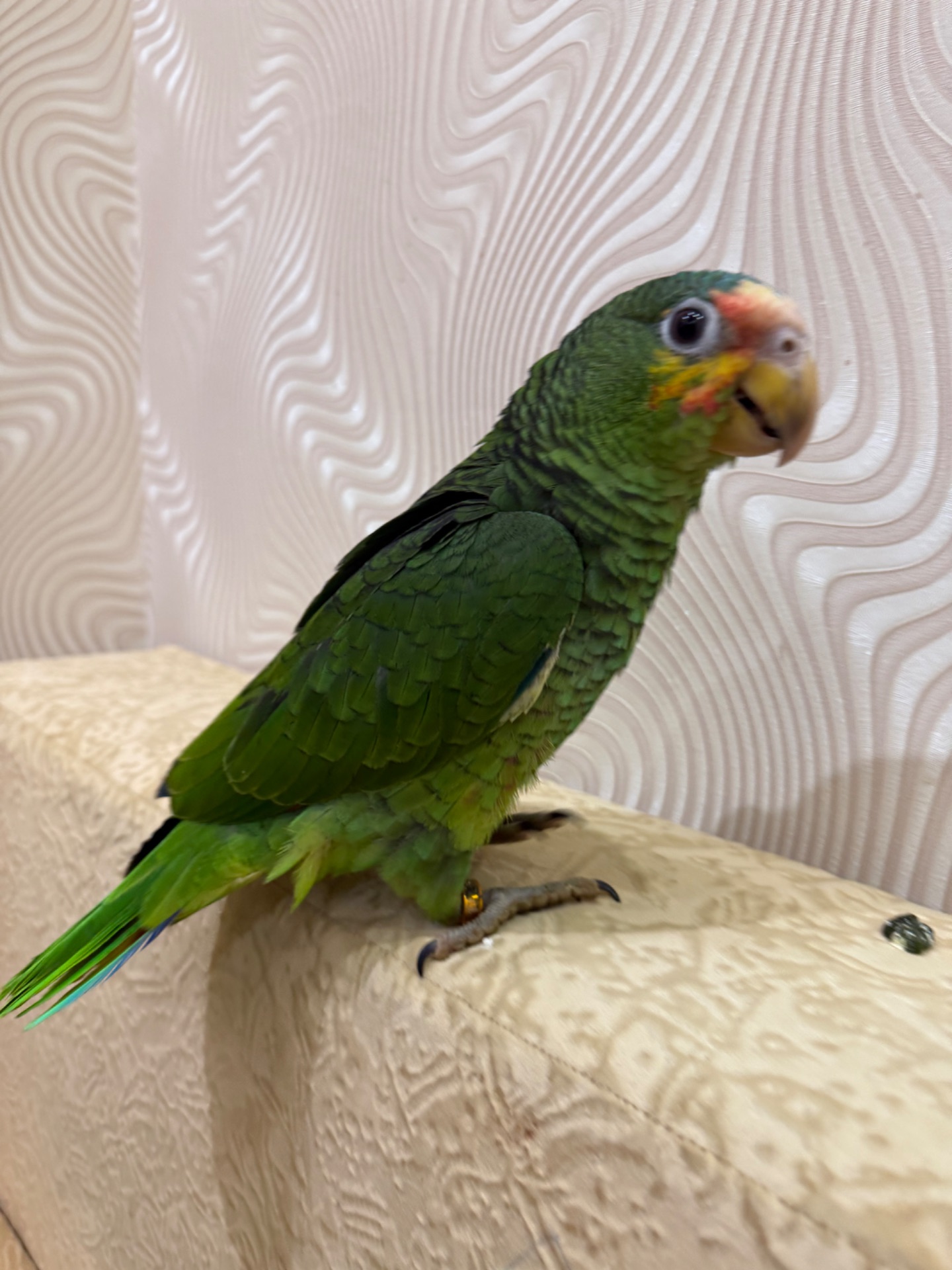 Говорящий папуга Амазон ручний