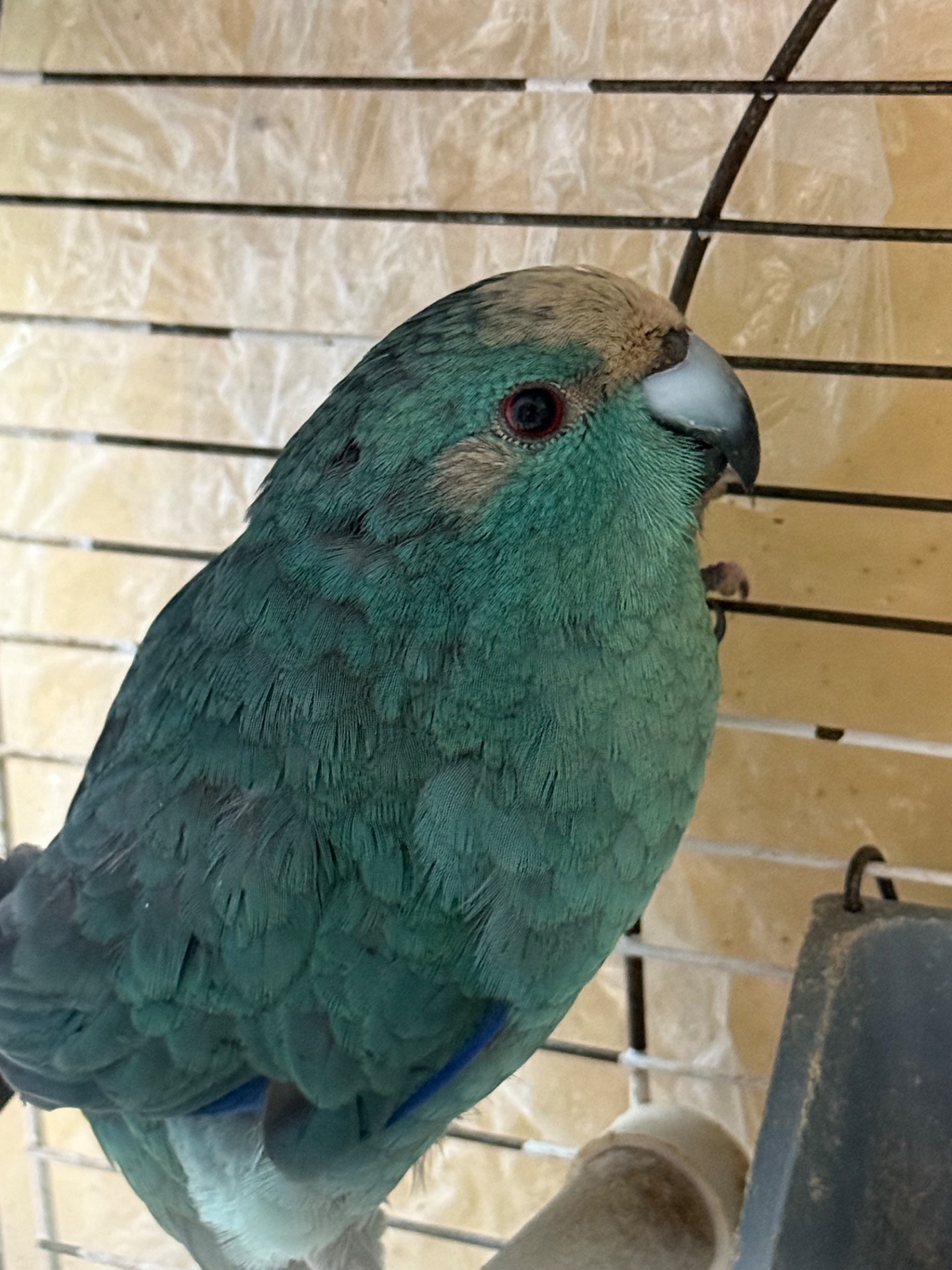 Сині голубі Какарики молоді та для пари