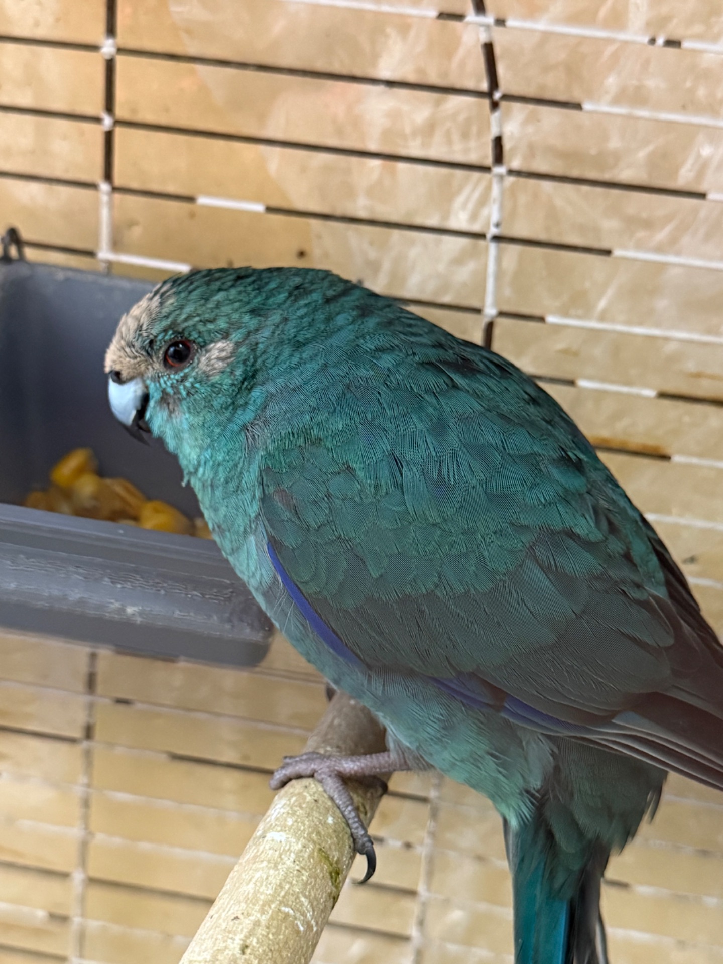 Сині Какарики рідкісний колір