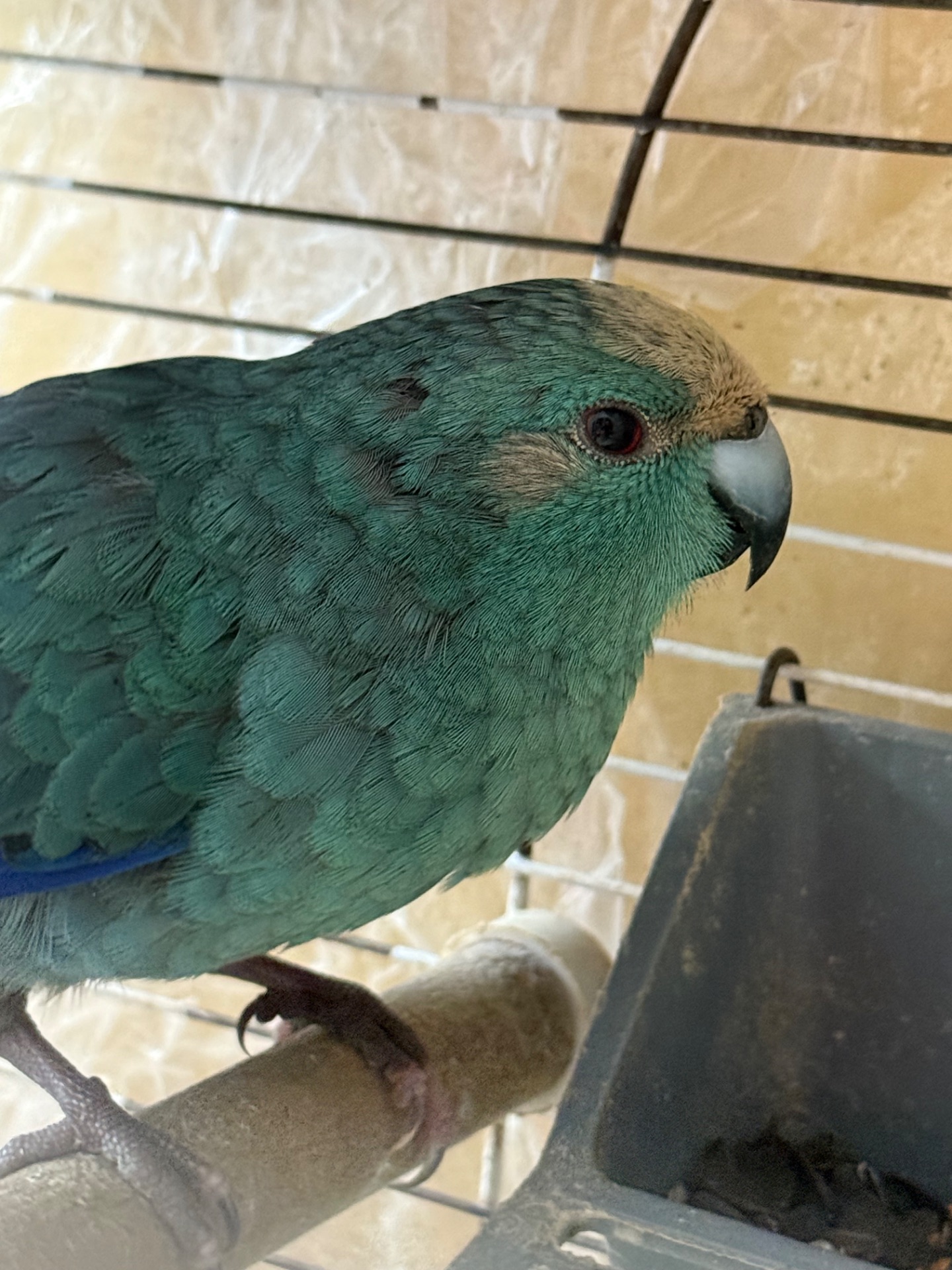 Сині Какарики рідкісний колір