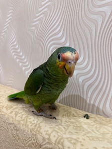 Говорящий папуга Амазон ручний