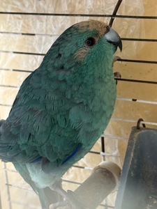 Сині голубі Какарики молоді та для пари