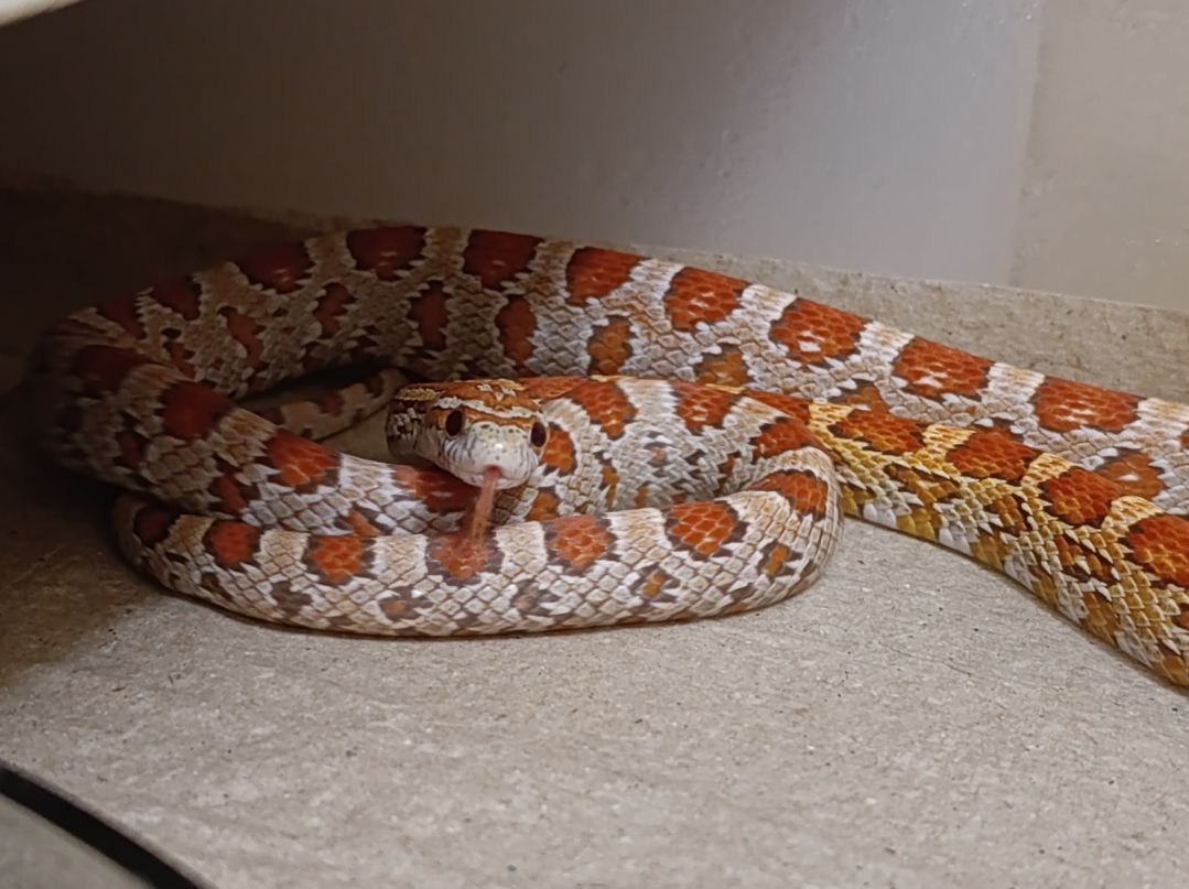 Полози, молочні змії, удави, пітони