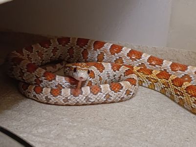 Полози, молочні змії, удави, пітони