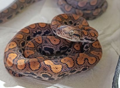 Полози, молочні змії, удави, пітони