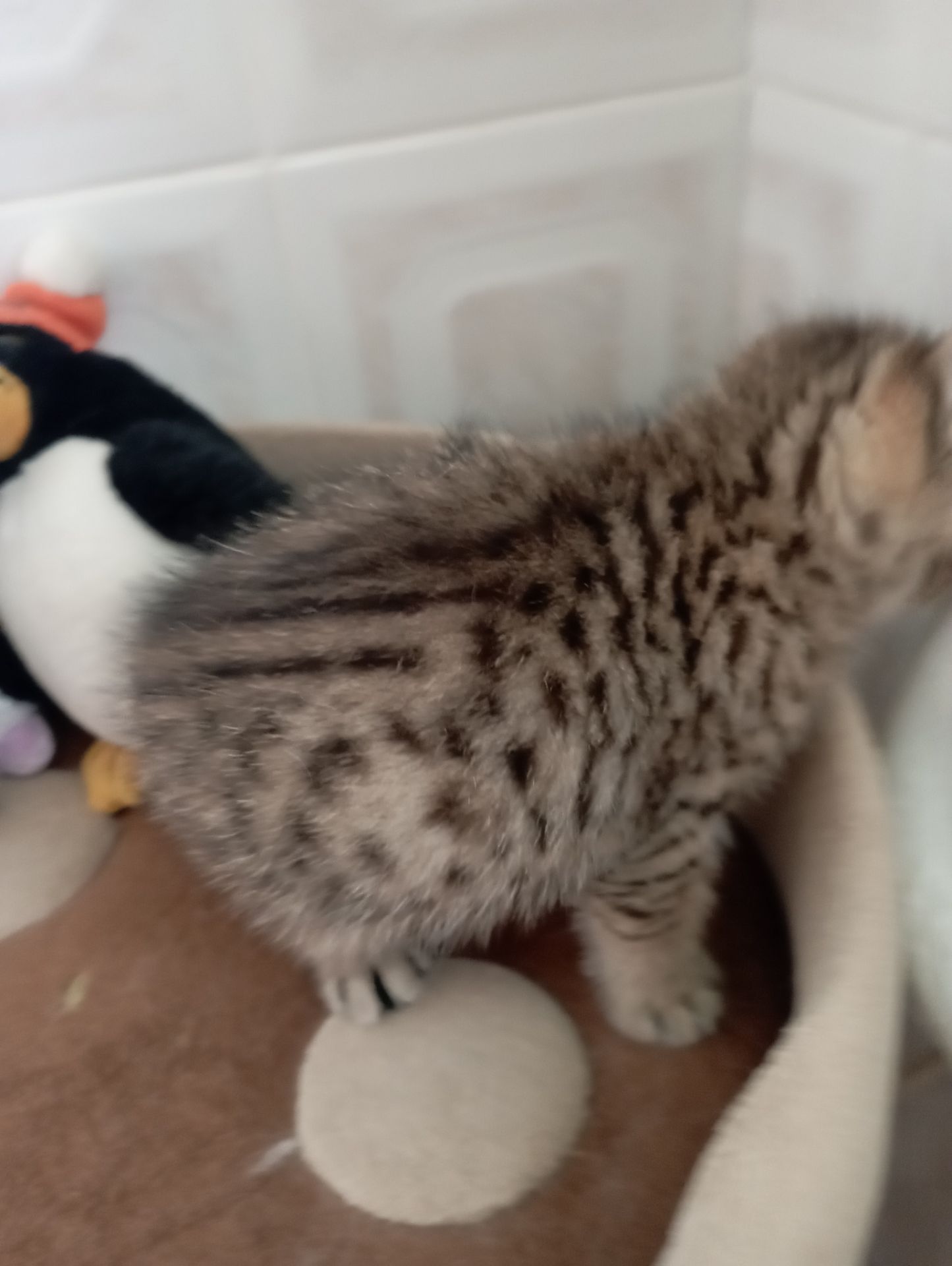 Грайливі Милі Скоттиш страйт Золоті Хлопчики