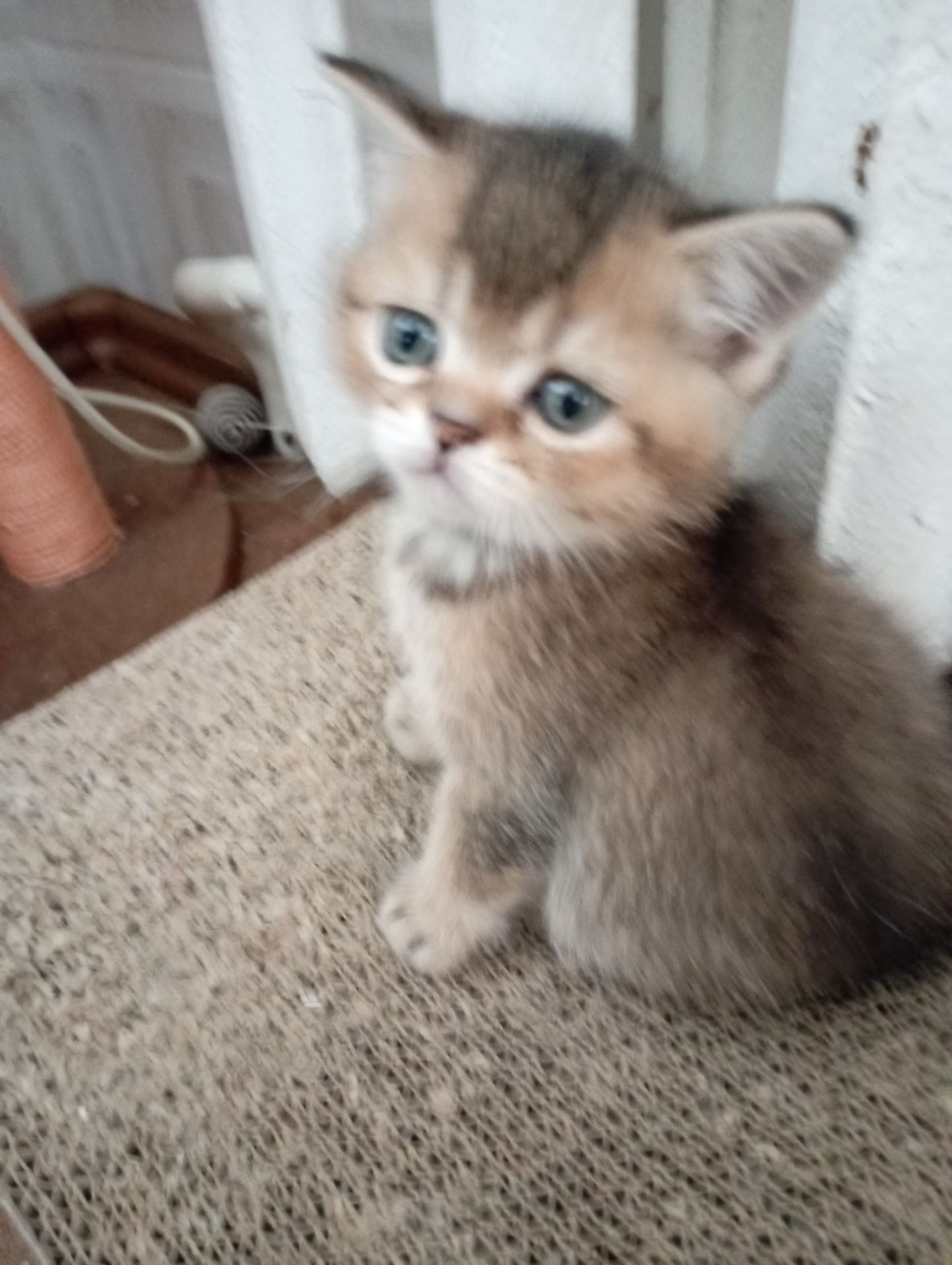 Грайливі Милі Скоттиш страйт Золоті Хлопчики