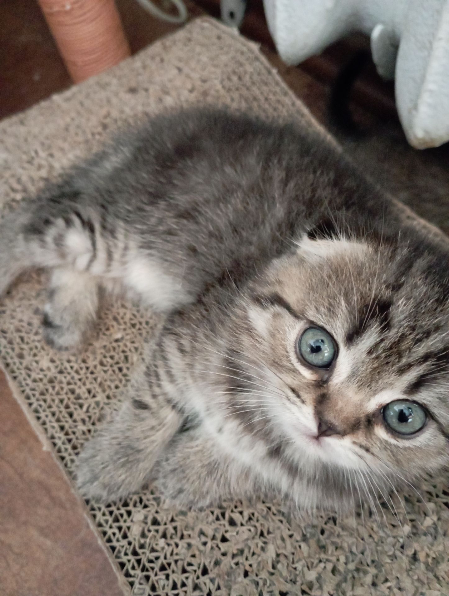 Грайливі Милі Скоттиш страйт Золоті Хлопчики