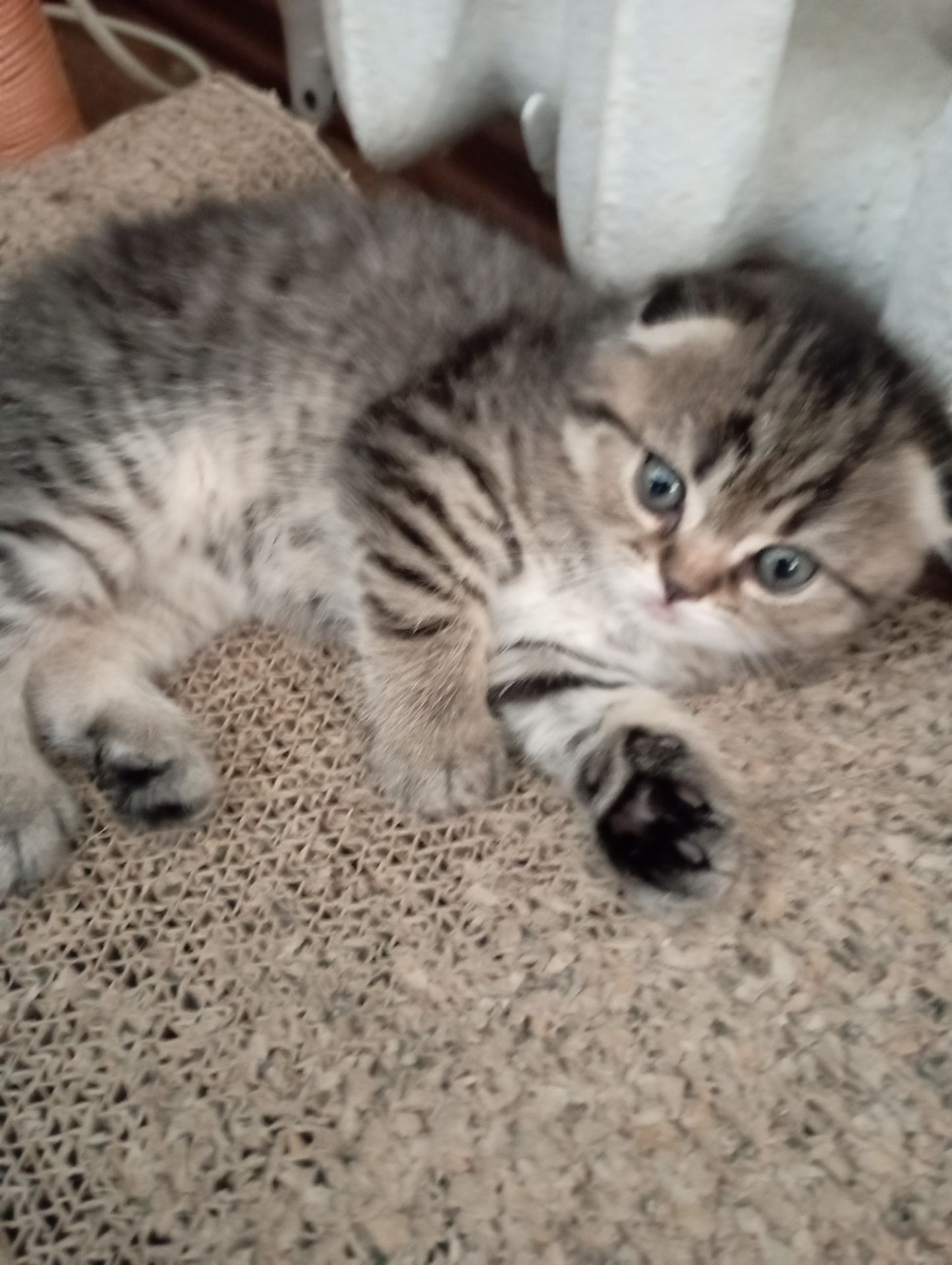 Грайливі Милі Скоттиш страйт Золоті Хлопчики