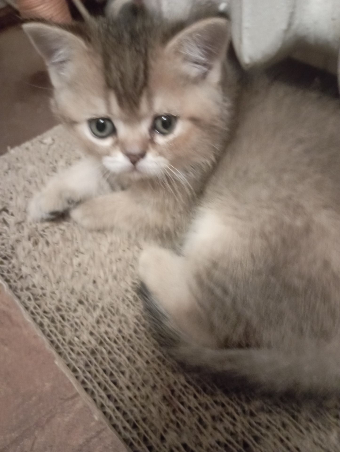 Грайливі Милі Скоттиш страйт Золоті Хлопчики