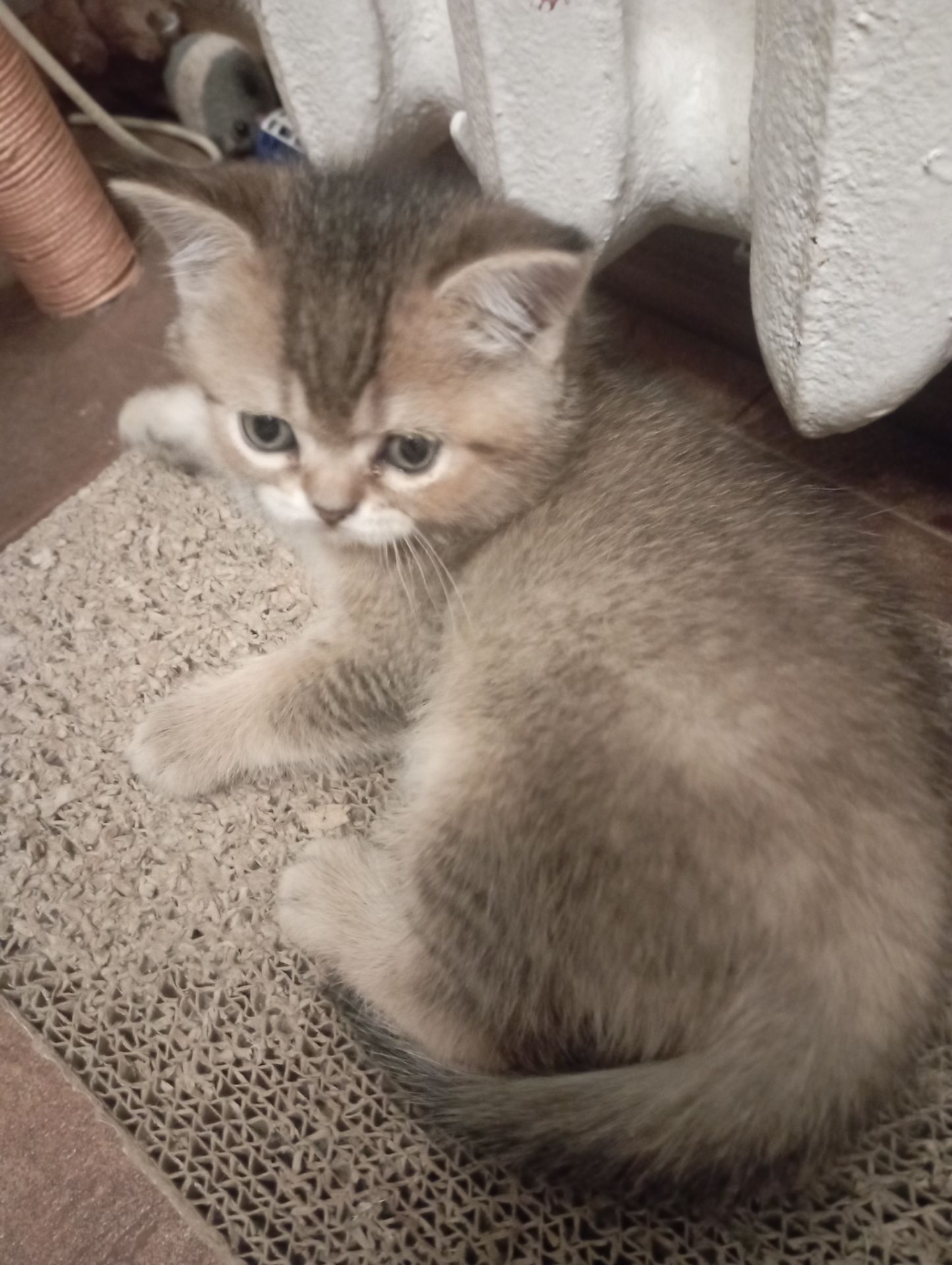 Грайливі Милі Скоттиш страйт Золоті Хлопчики