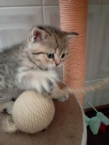 Грайливі Милі Скоттиш страйт Золоті Хлопчики