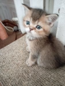 Грайливі Милі Скоттиш страйт Золоті Хлопчики