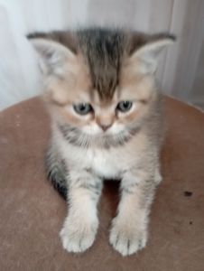 Грайливі Милі Скоттиш страйт Золоті Хлопчики