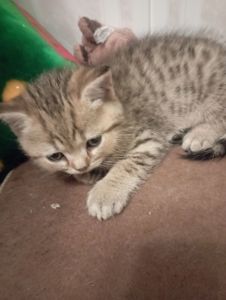 Грайливі Милі Скоттиш страйт Золоті Хлопчики