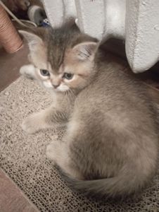 Грайливі Милі Скоттиш страйт Золоті Хлопчики