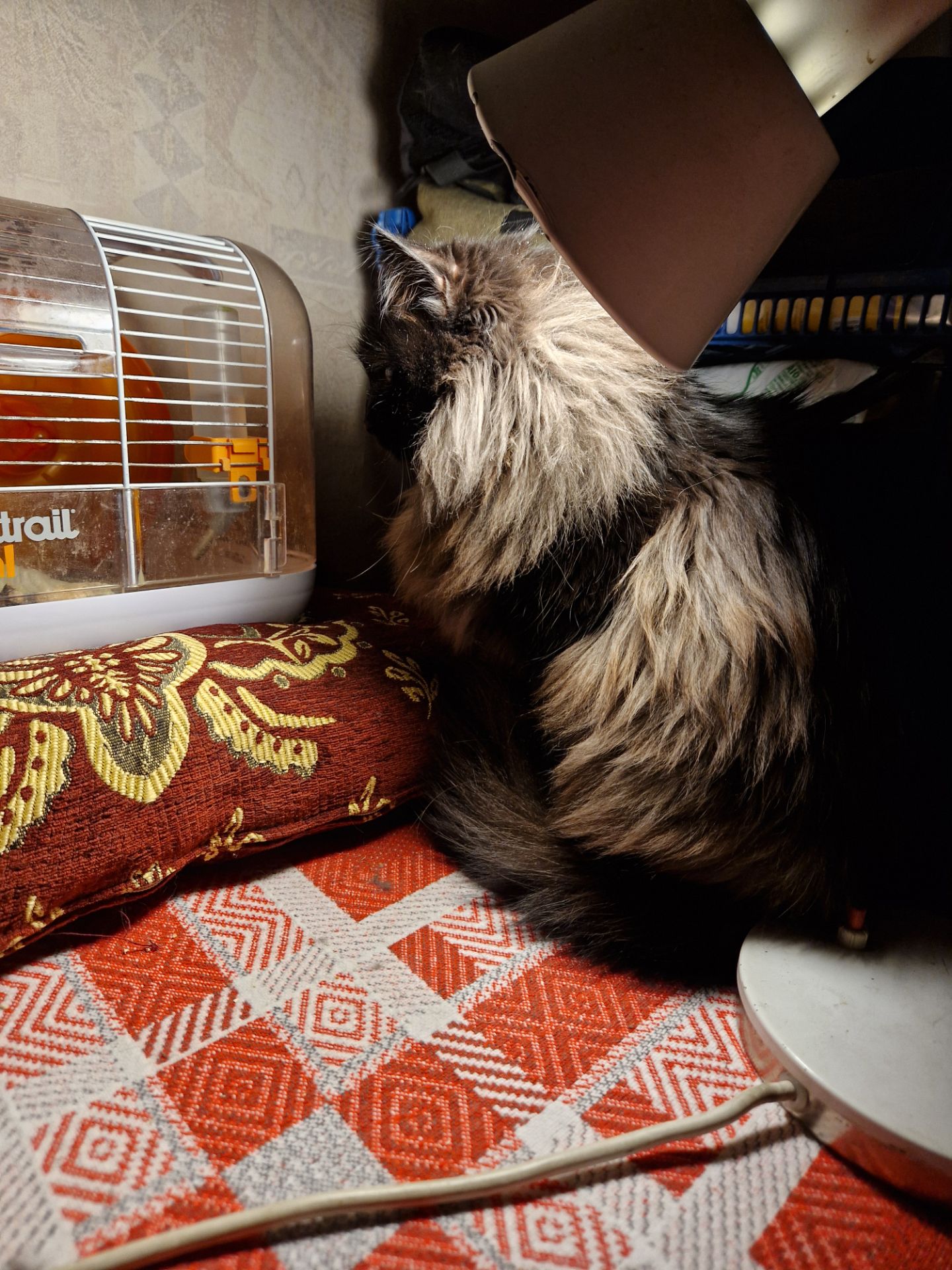 Чорне Норкове Кошеня вік 1.5 місяці