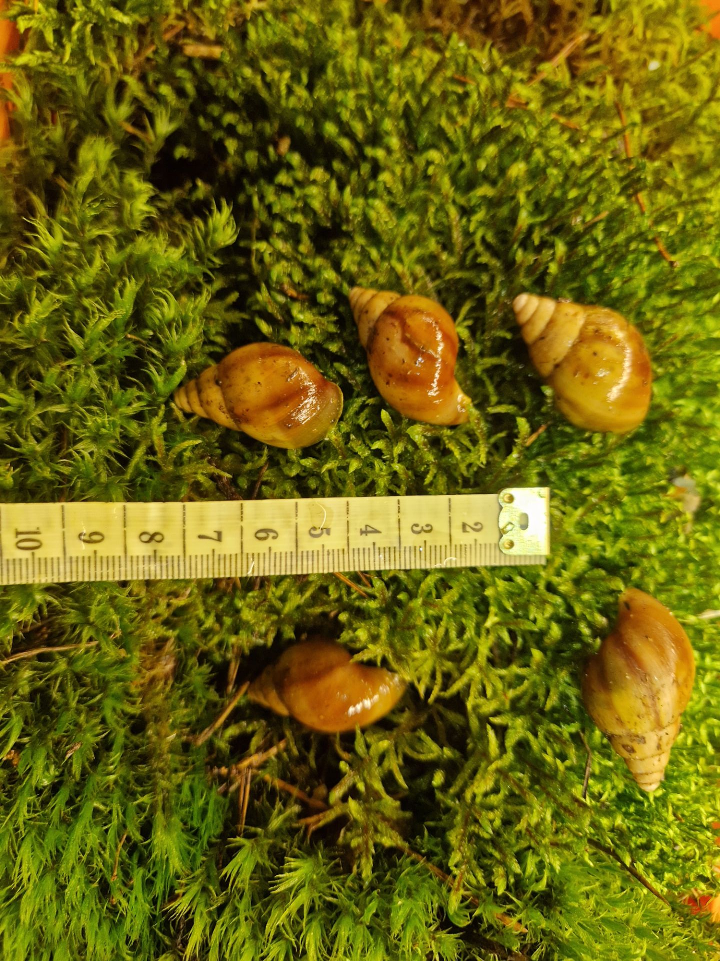 Карамельна або Achatina fulica rodatzi Dunker