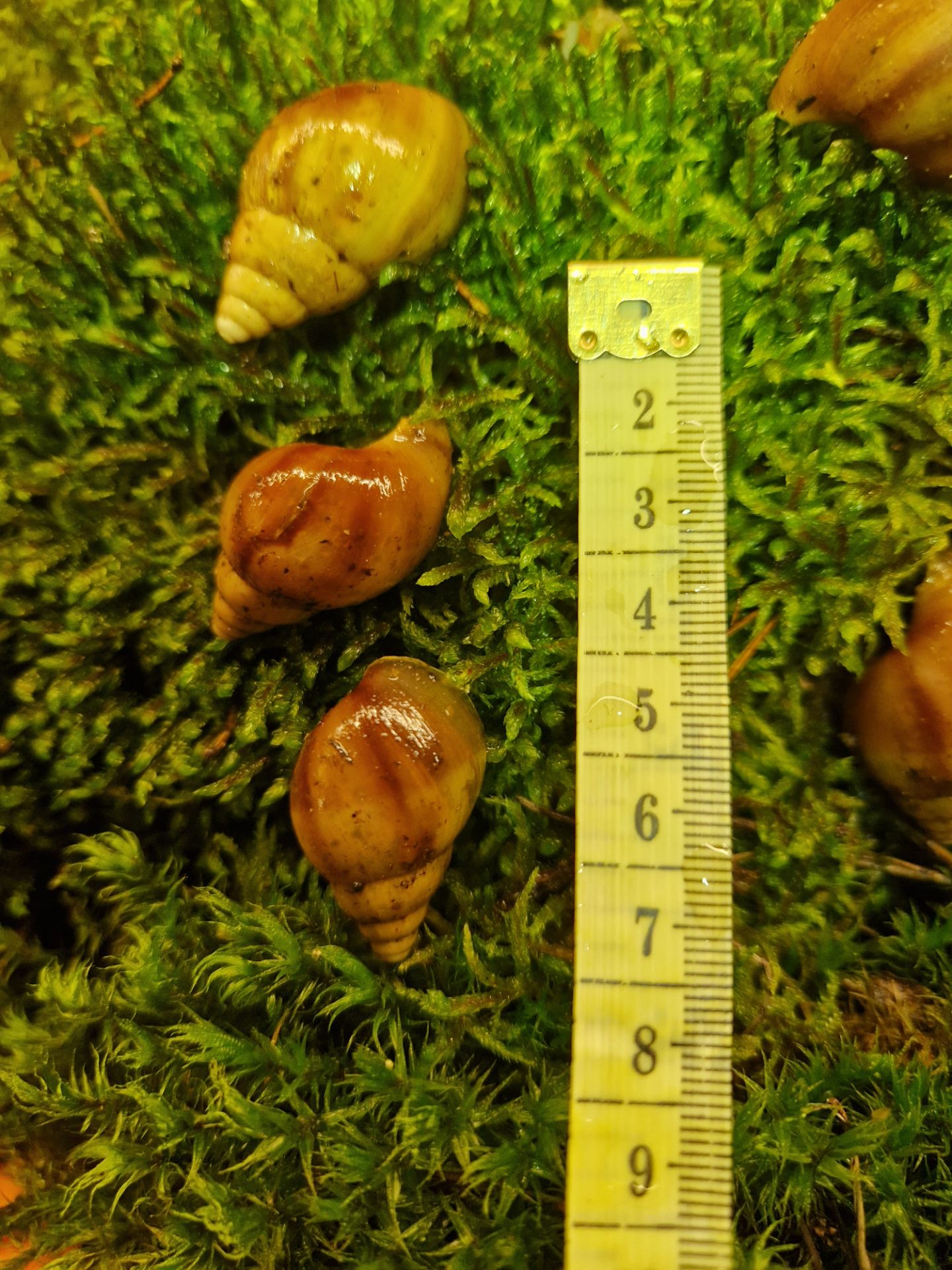 Карамельна або Achatina fulica rodatzi Dunker