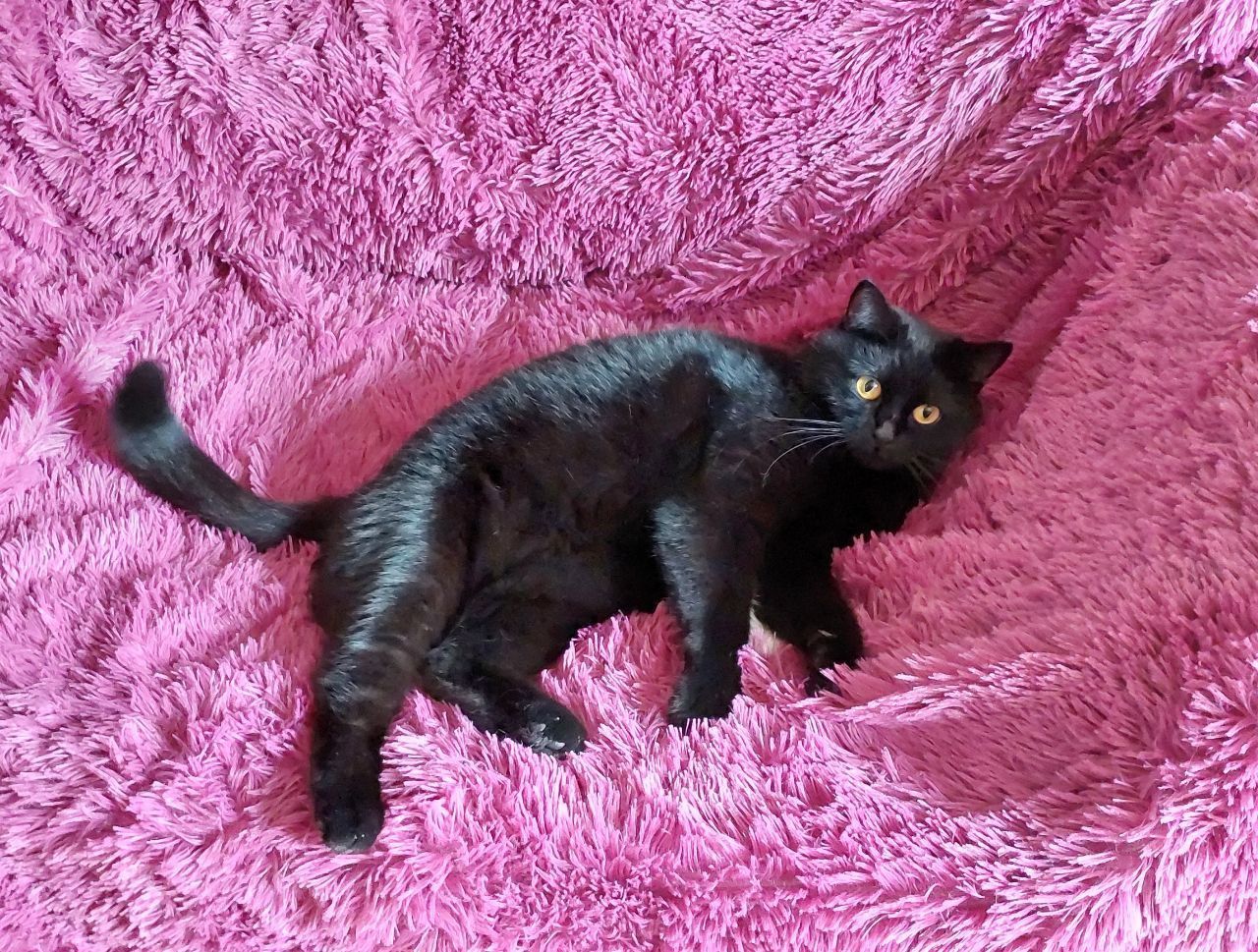 Чорне Норкове Кошеня вік 1.5 місяці