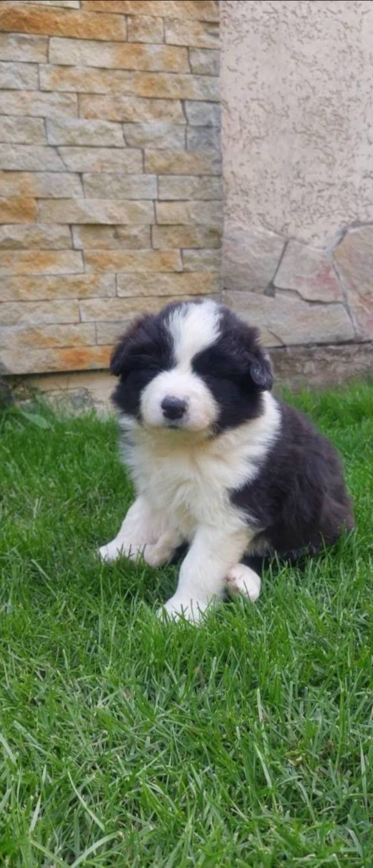 Срочно! Бордер колі