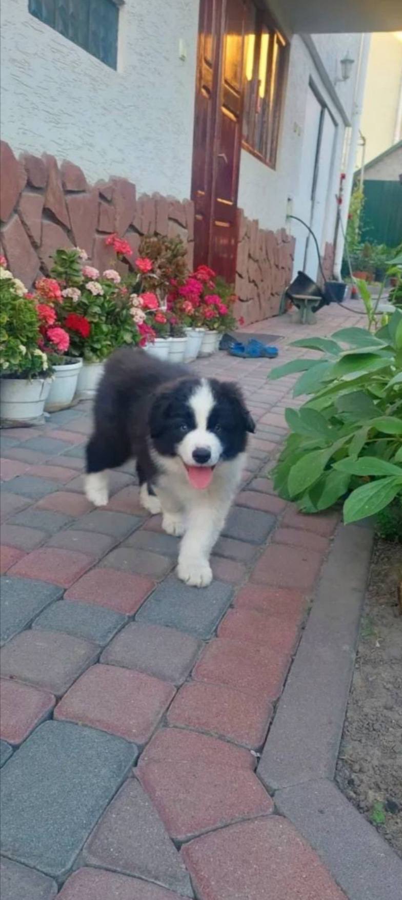 Срочно! Бордер колі