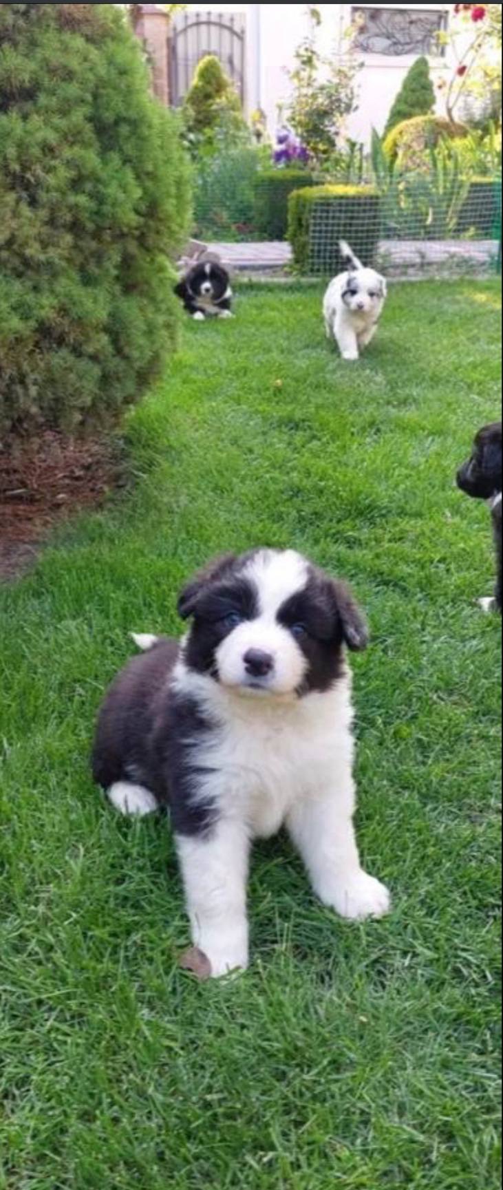 Срочно! Бордер колі