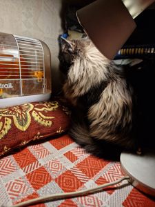 Чорне Норкове Кошеня вік 1.5 місяці