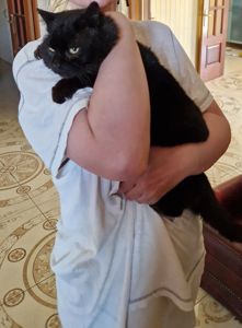 Чорне Норкове Кошеня вік 1.5 місяці