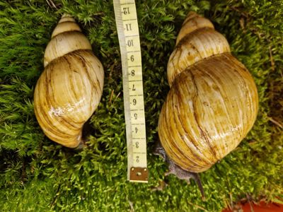 Карамельна або Achatina fulica rodatzi Dunker