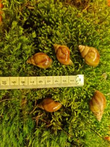 Карамельна або Achatina fulica rodatzi Dunker