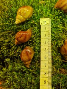 Карамельна або Achatina fulica rodatzi Dunker