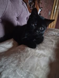 Чорне Норкове Кошеня вік 1.5 місяці