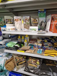 Карамельна або Achatina fulica rodatzi Dunker