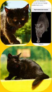 Чорне Норкове Кошеня вік 1.5 місяці