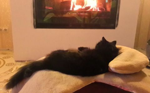 Чорне Норкове Кошеня вік 1.5 місяці