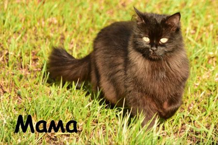 Чорне Норкове Кошеня вік 1.5 місяці