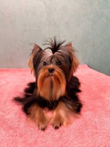 Міні дівчинка та міні хлопчик