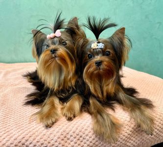 Міні дівчинка та міні хлопчик