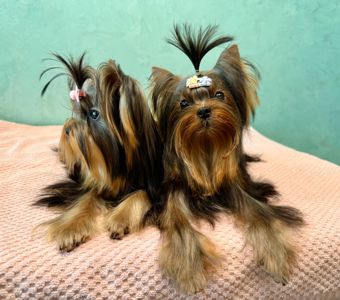 Міні дівчинка та міні хлопчик