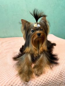 Міні дівчинка та міні хлопчик