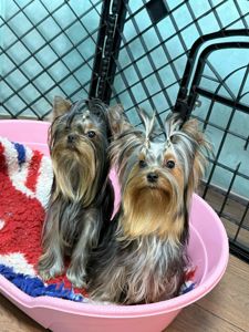 Стандартний хлопчик