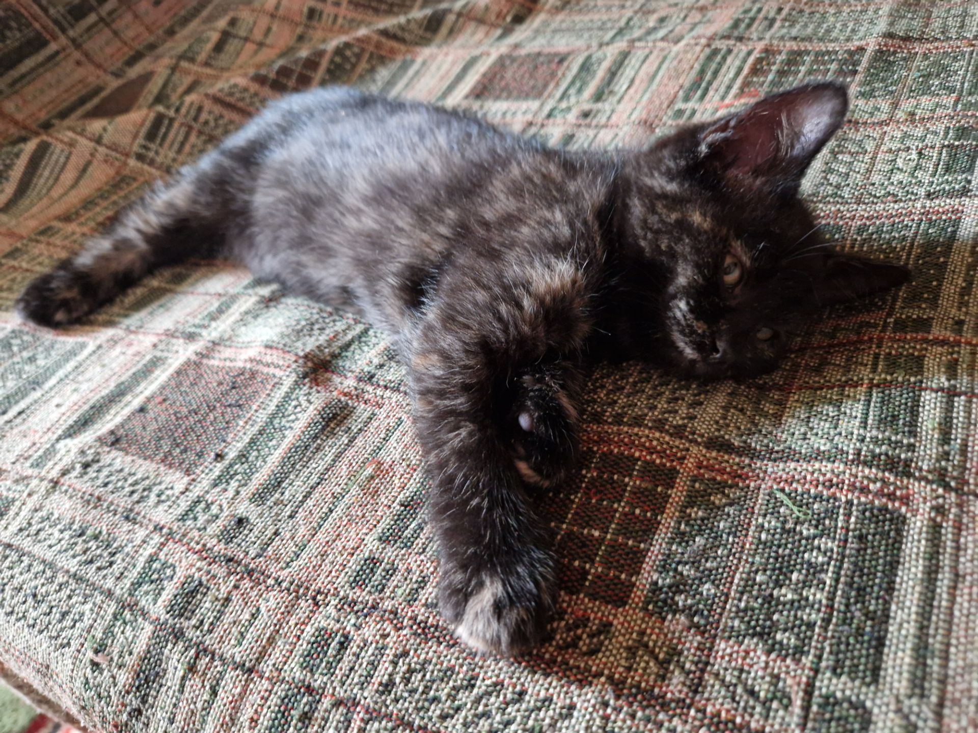 Тендітне Балуване ласкаве шоколадне кошеня