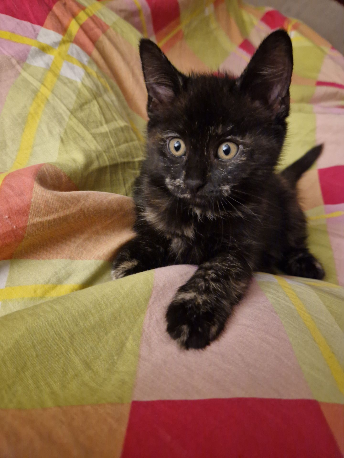 Тендітне Балуване ласкаве шоколадне кошеня