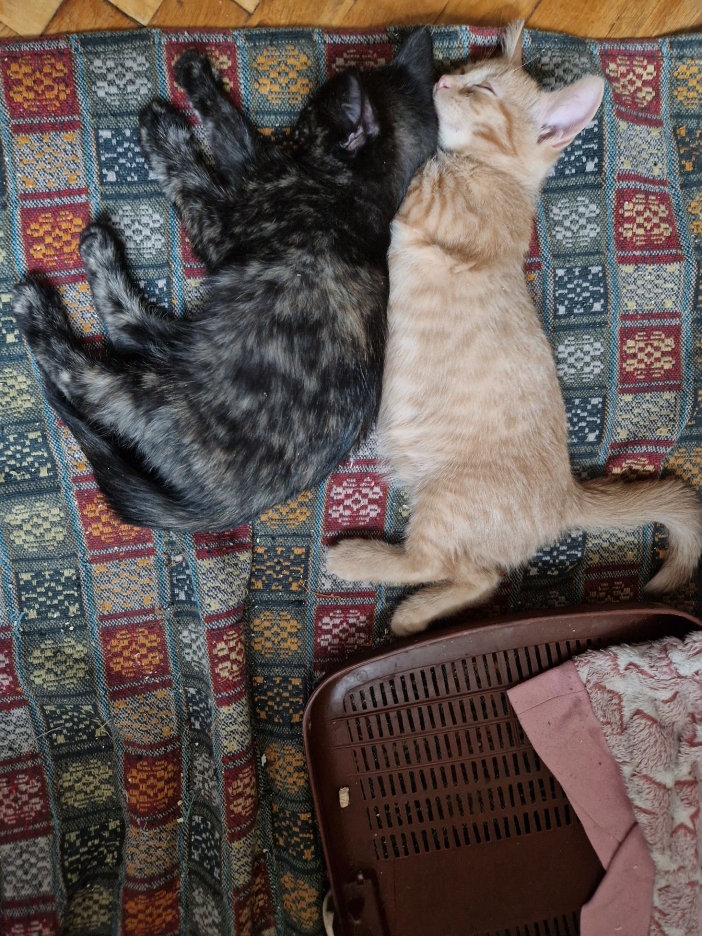 Тендітне Балуване ласкаве шоколадне кошеня