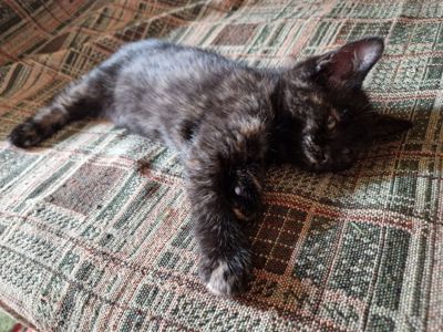 Тендітне Балуване ласкаве шоколадне кошеня