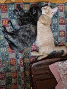 Тендітне Балуване ласкаве шоколадне кошеня